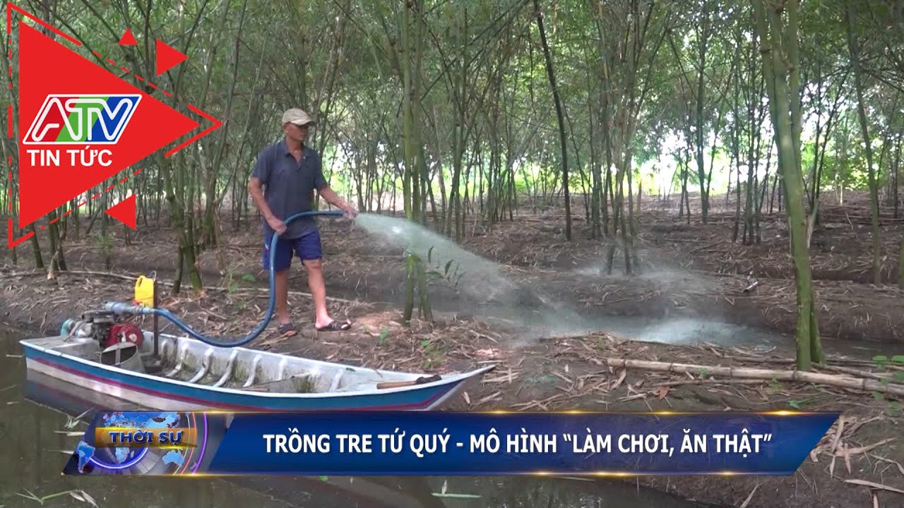 Trồng tre tứ quý - Mô hình “Làm chơi, ăn thật” | ATV Tin tức