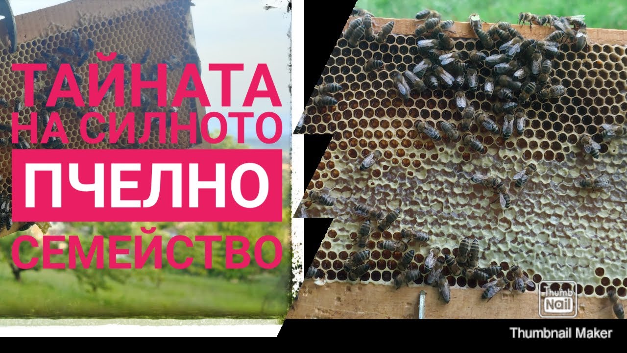 Силна пчелна отводка - разкривам ТАЙНАТА !