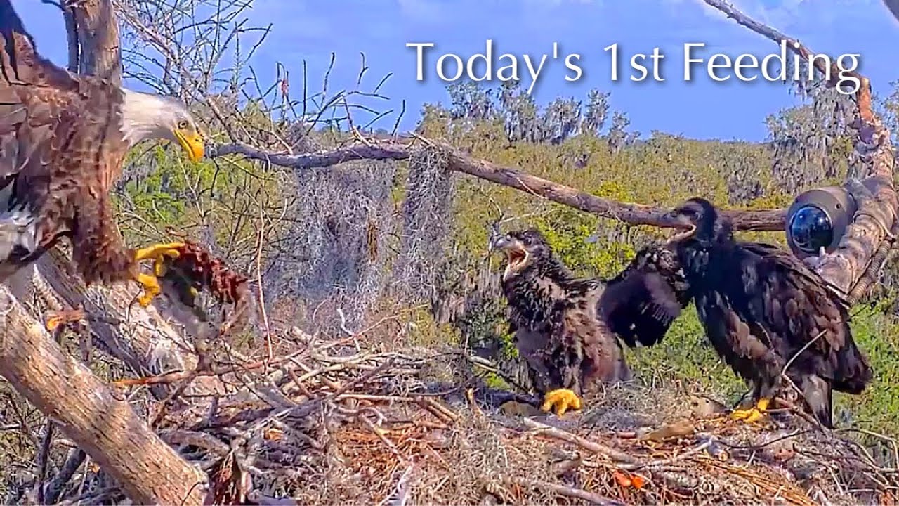#374🦅Brutus🐥54° & Peanut🐥49°／Winter Park Eagle Nest 2026／Against All Odds:One-Eyed Mom／Wink💗Atlas