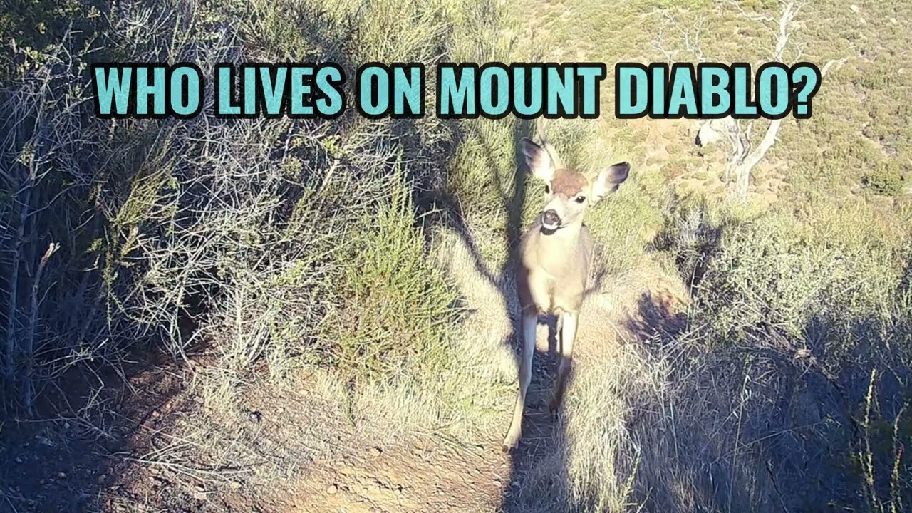 Caught on Camera! Who Lives on Mount Diablo?