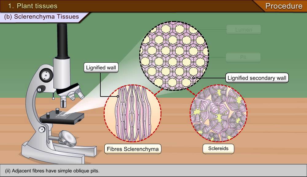 To identify parenchyma and sclerenchyma tissues in plants