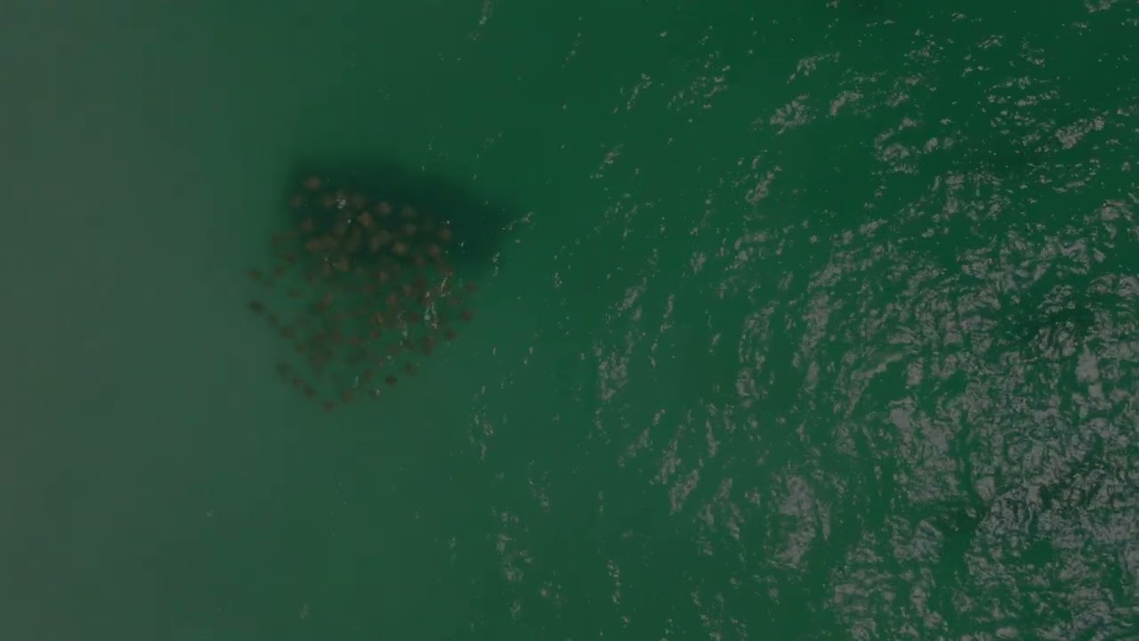 Rays on LBK