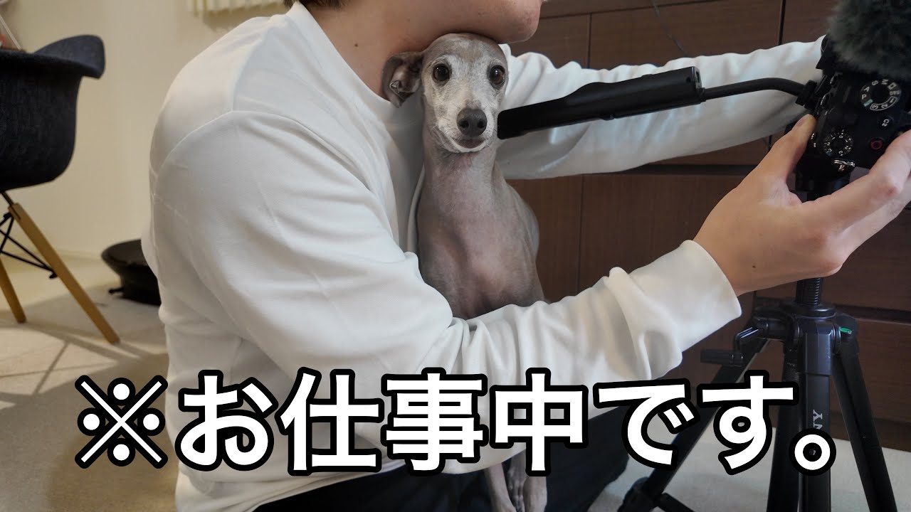 ワークライフバランスを捨てた男と、支えてくれる犬たちw