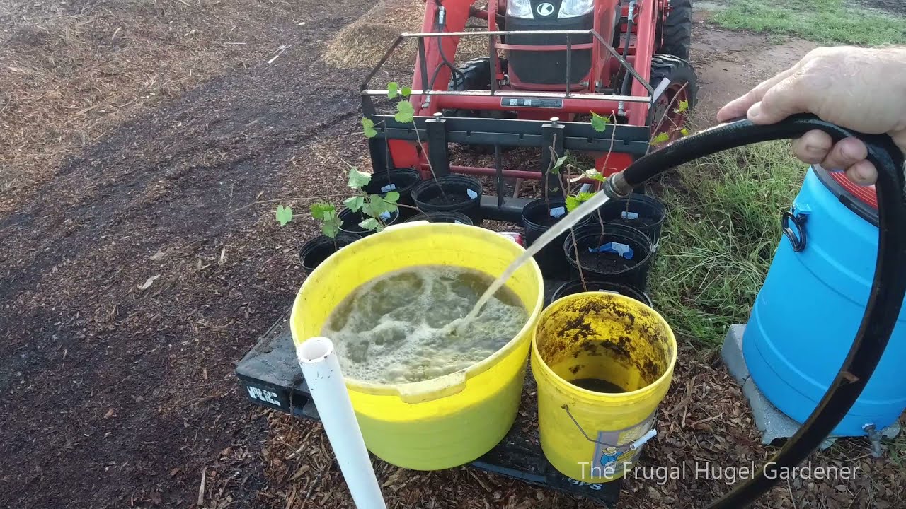 How to Fertilizing using Comfrey Bocking 14 and Tithonia Diversifolia Mexican Sun Flower.