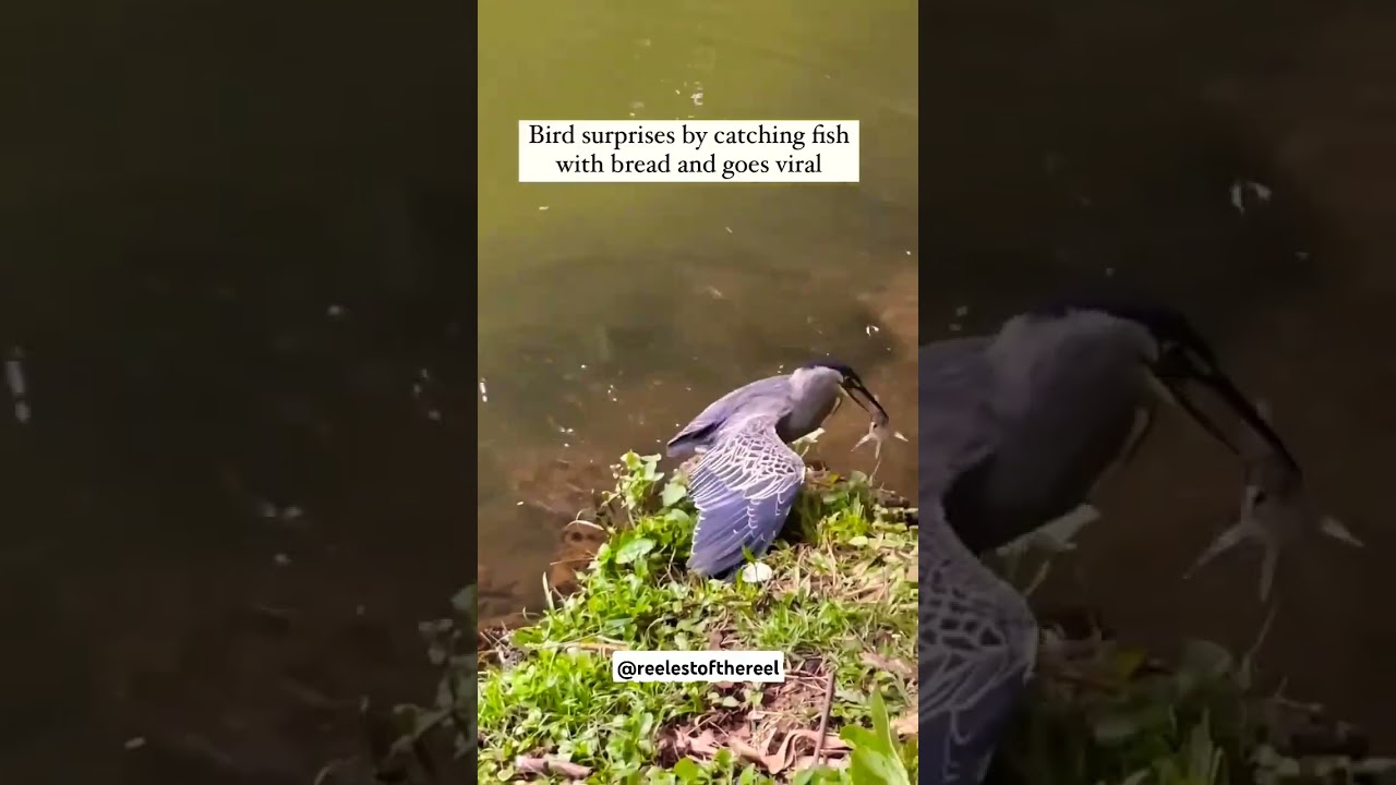 A BIRD fishing with BREAD been going VIRAL😮🙌🐦 #nature #natureismetal #calmmusic #vibes #fishing #wow
