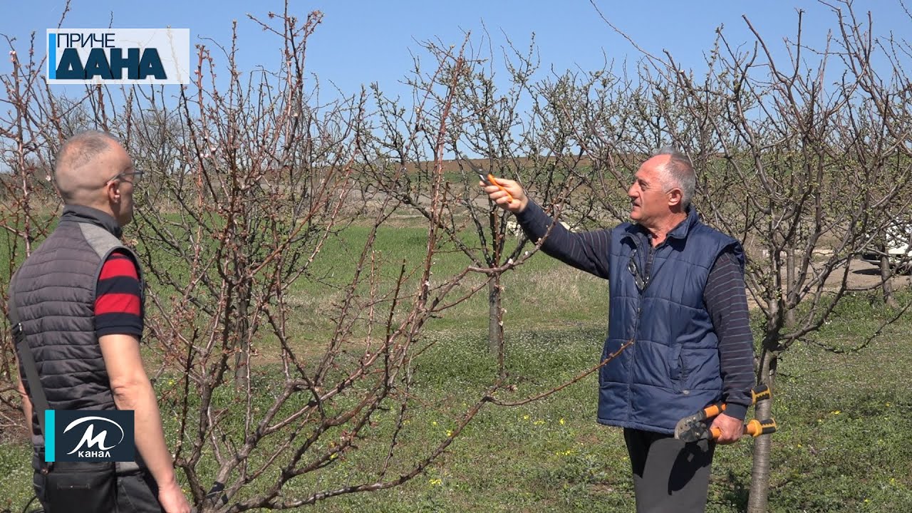 Rezidba voćaka u punom jeku - korisni saveti agronoma