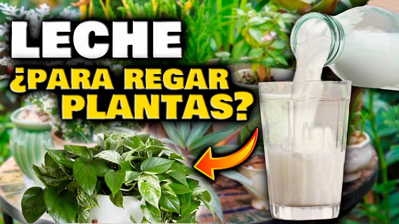 ¿ESTO ES REAL? Abono CASERO de LECHE para tus PLANTAS | Fertilizantes Caseros y Fungicida casero