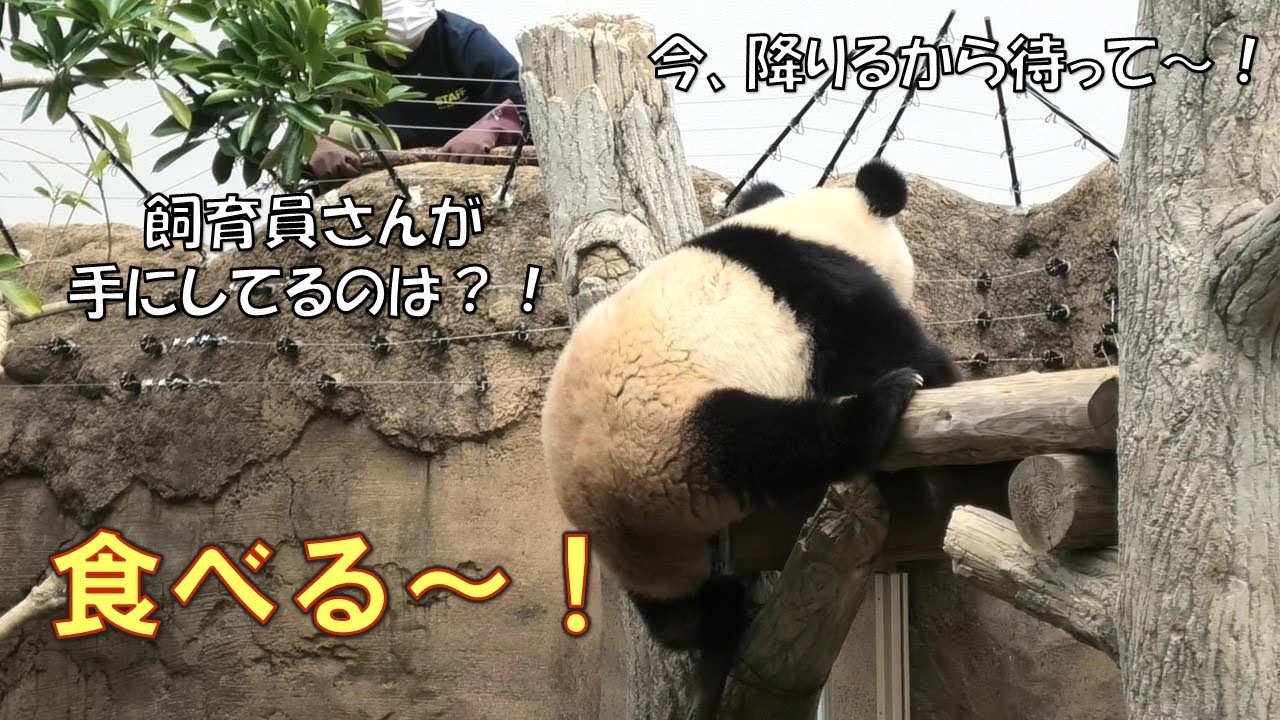 6/20レイレイに飼育員さんがタケノコ持ってきてくれた！急いで降りなきゃ！giantpanda @tokyo 上野動物園
