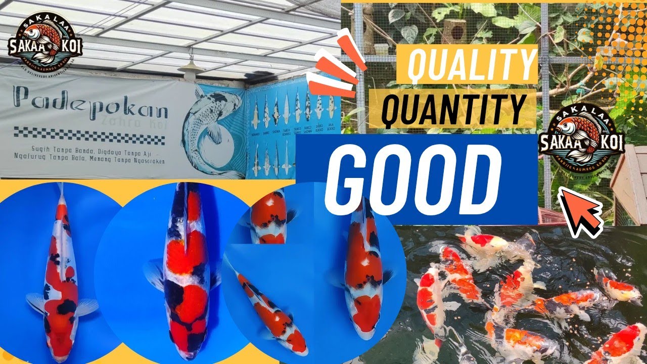 ‼️IKAN KOI SUPER STOK MELIMPAH, LANGSUNG SPILL HARGA, INDONESIA KOI, KOLAM INSPIRASI BUDIDAYA IKAN‼️