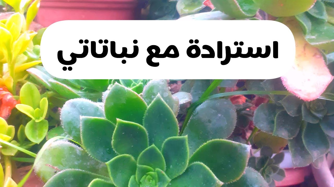 استراحة بسيطة🥀 بعد الغياب رجعت اليكم احبتي🌸