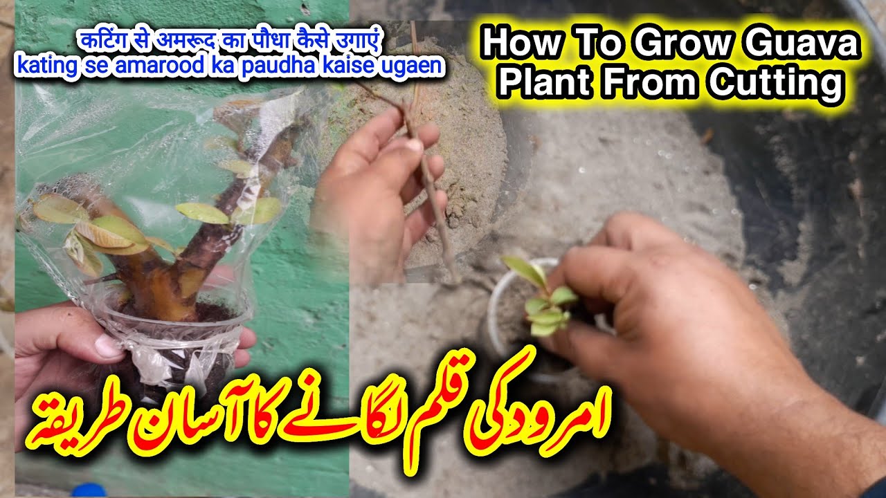 Amrood Ka Poda Kalam Se Ugany Ka Asaan Tareeka |Guava Plant Cutting Propogation