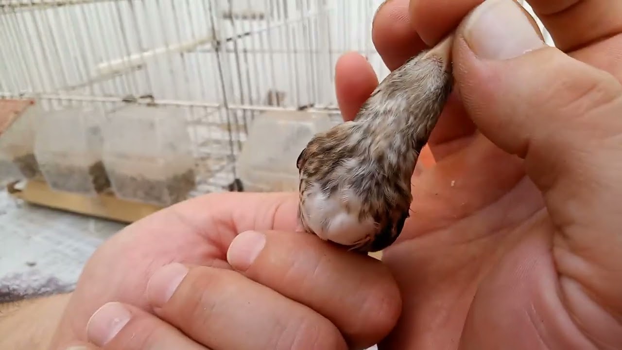 diferenciar mixtos de jilguero machos y hembras