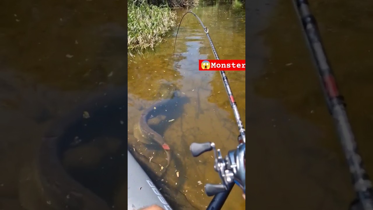 IKAN LELE LEMBAT TERBESAR DI RAWA INDONESIA‼️ LEMBAT LELE 50KG HASIL BUBU PANCING
