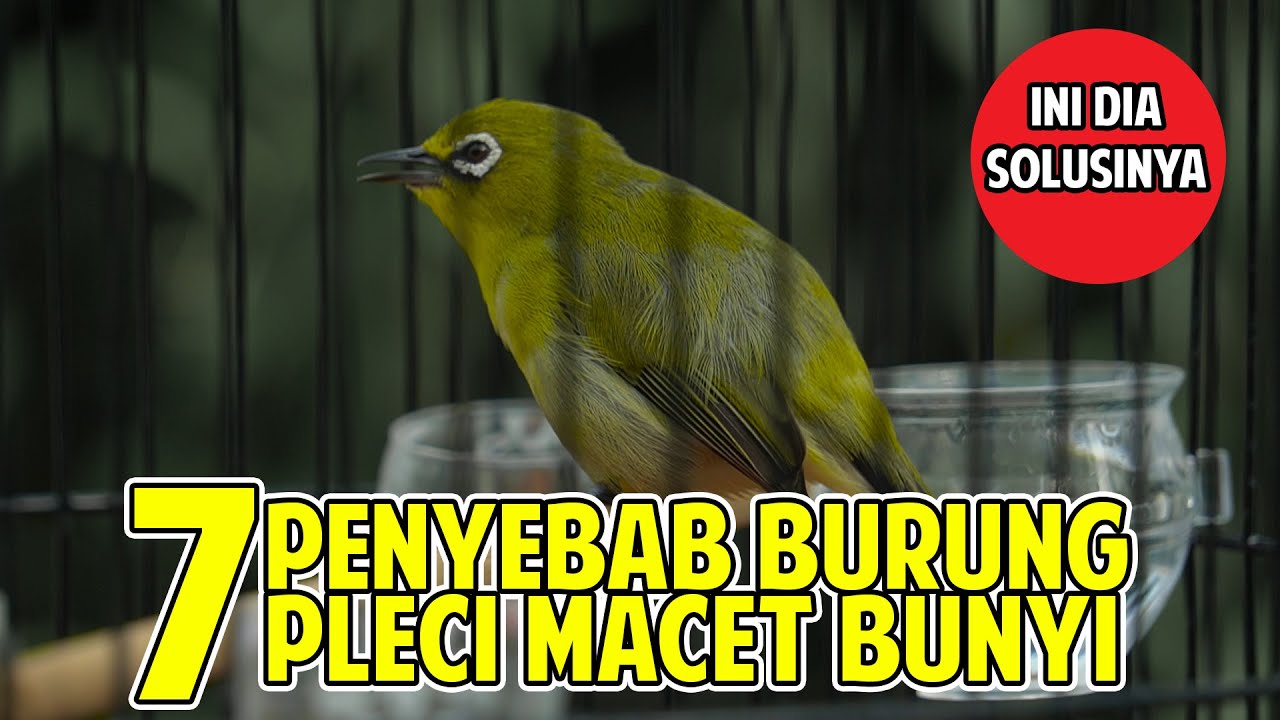 PENYEBAB PLECI MACET BUNYI