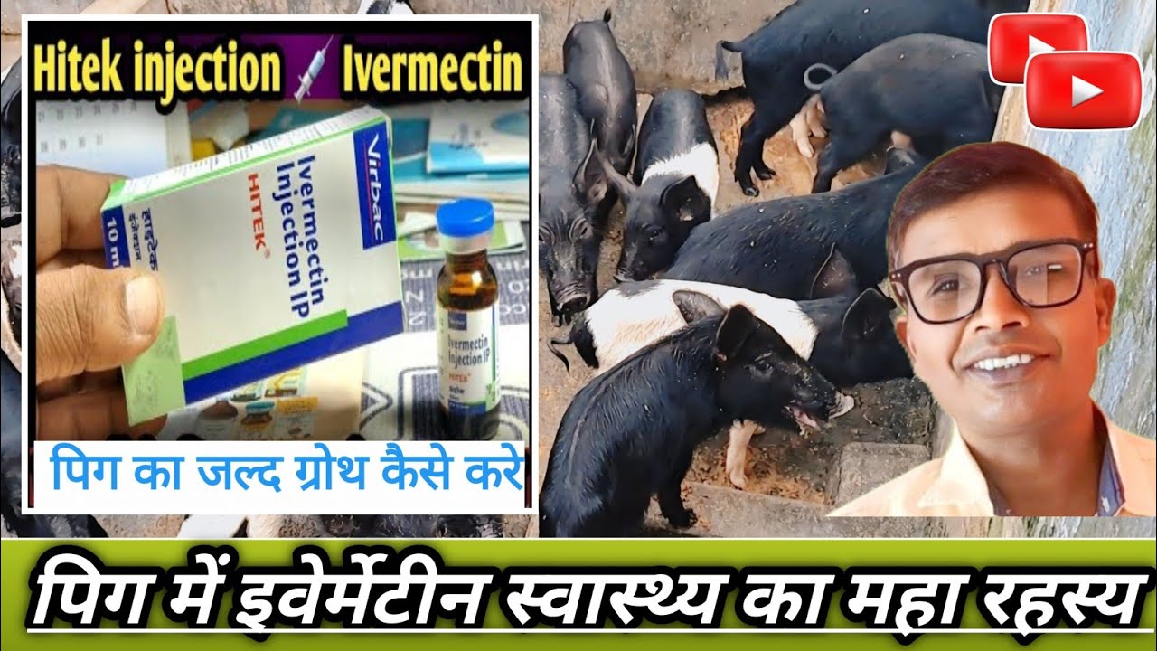 पिग में इवेर्मेटीन स्वास्थ्य का महा रहस्य || Ivermecin in Pigs The Great Secret to Health 