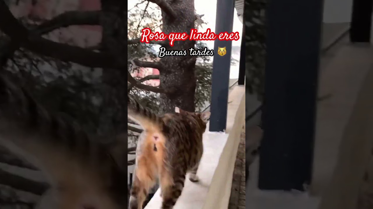 Buenassss #buenastardes #catlife #gatos #dailyvideos #shortvideo #catshorts #catlifeseries