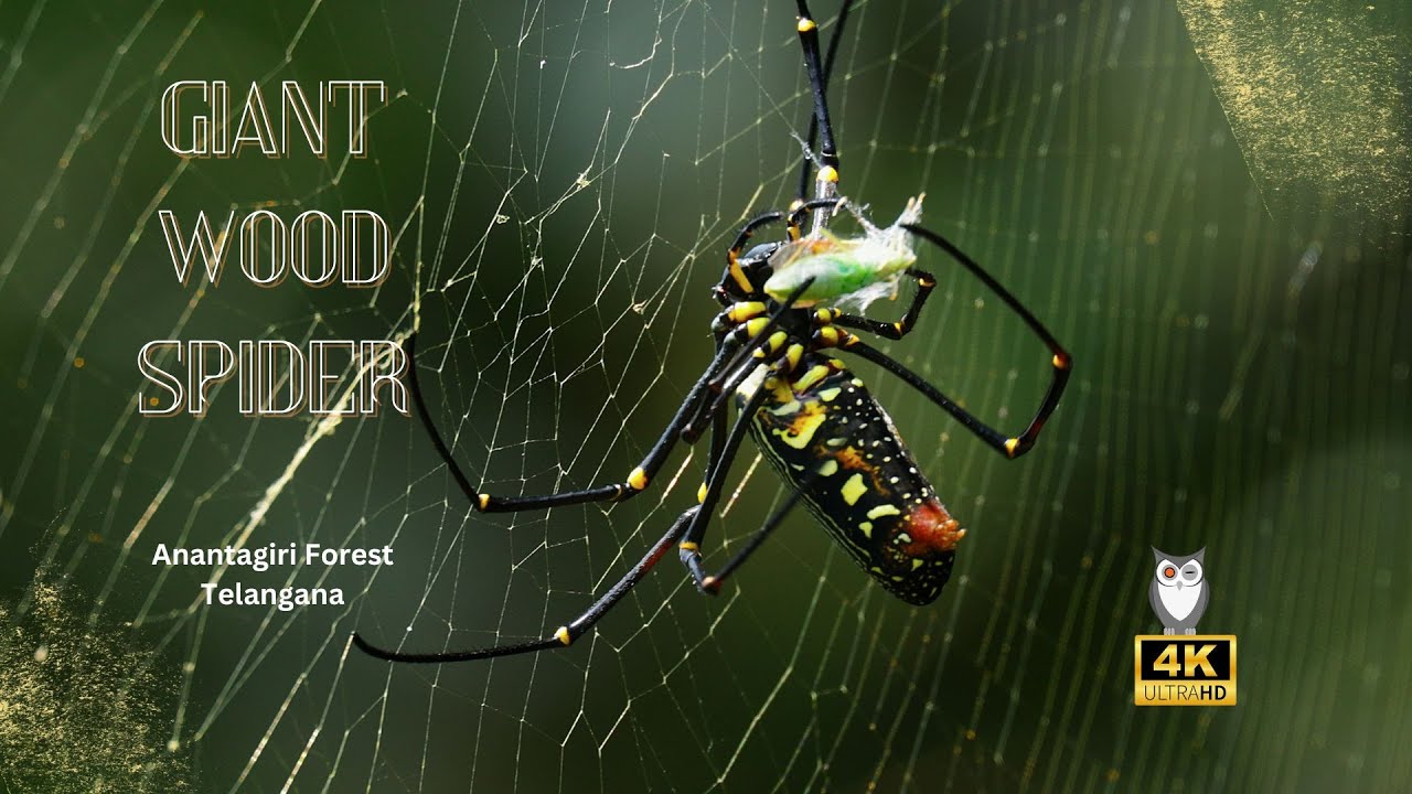 Silken Snare: The Giant Wood Spider's Art of Prey Wrapping | Anantagiri Forest, Telangana | 4K