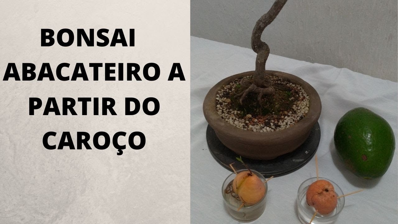 BONSAI ABACATEIRO A PARTIR DO CAROÇO