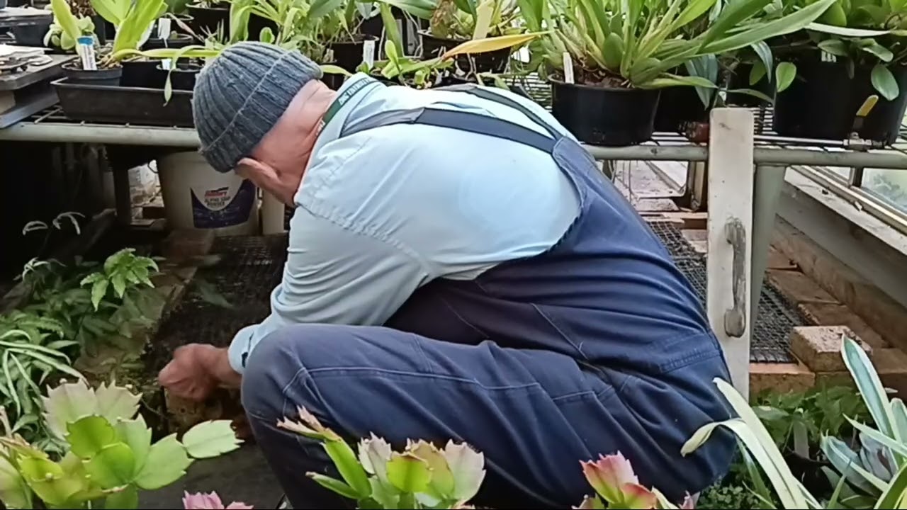 Sphagnum Moss Experiment  POOR sound