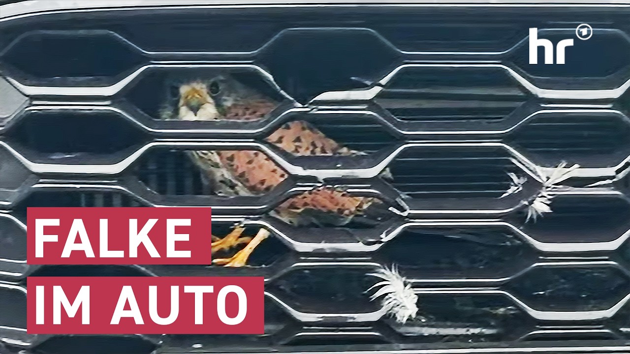 Wenn plötzlich ein Falke im Kühlergrill sitzt | maintower