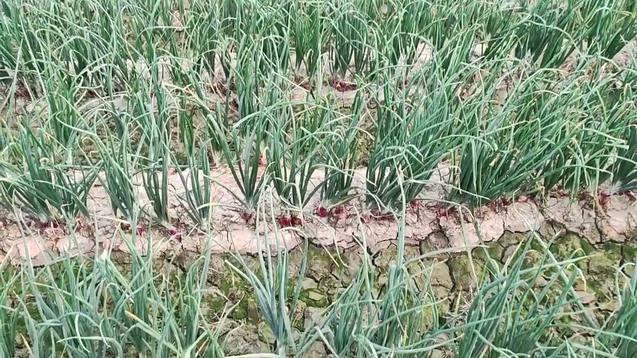 پياز,کاشت,اور حکمت عملي