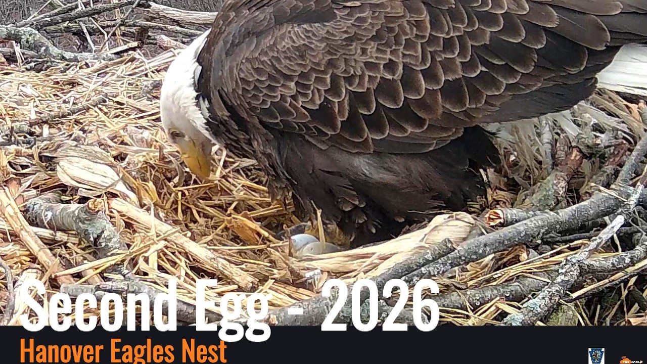 Hanover Eagle's Nest - Second Egg 03/05/26