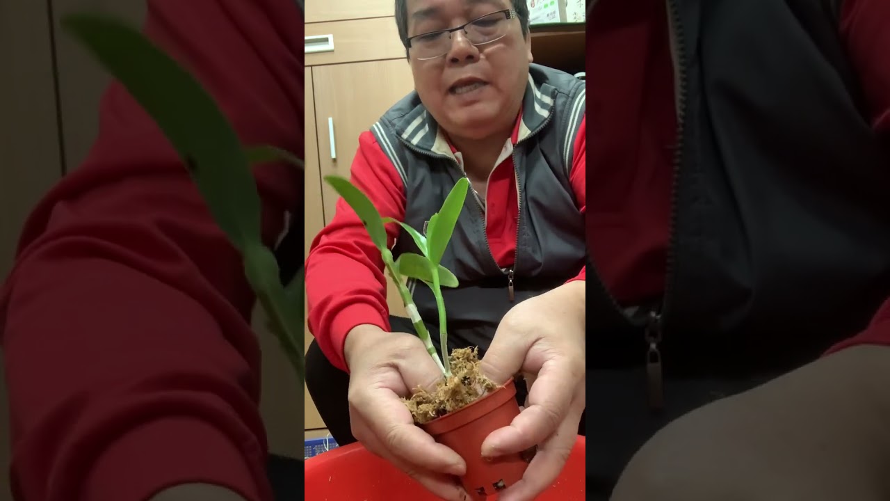 春石斛高芽種植