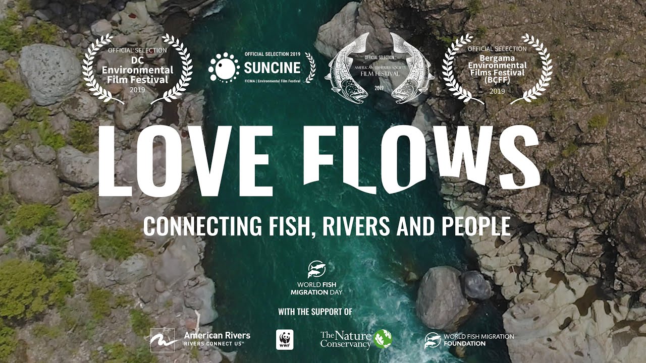 LOVE FLOWS World Fish Migration Day Documentary featuring Jasper Pääkkönen and Zeb Hogan