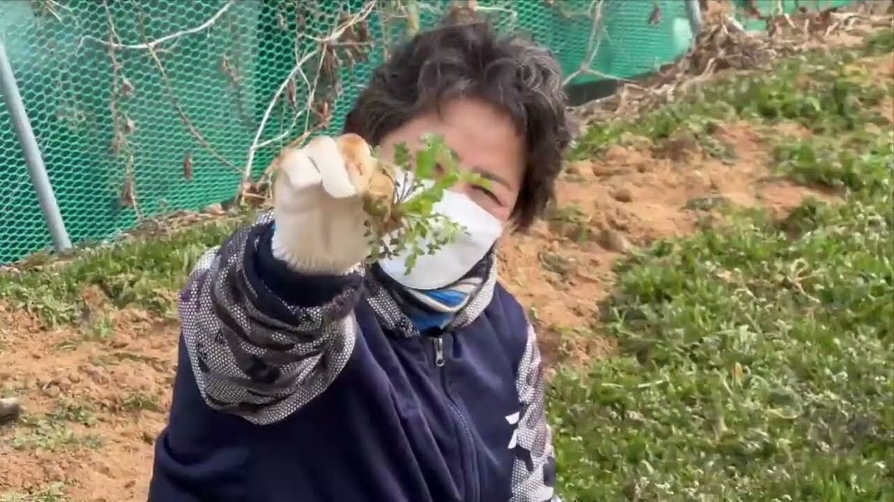 냉이 한자루캤유♡