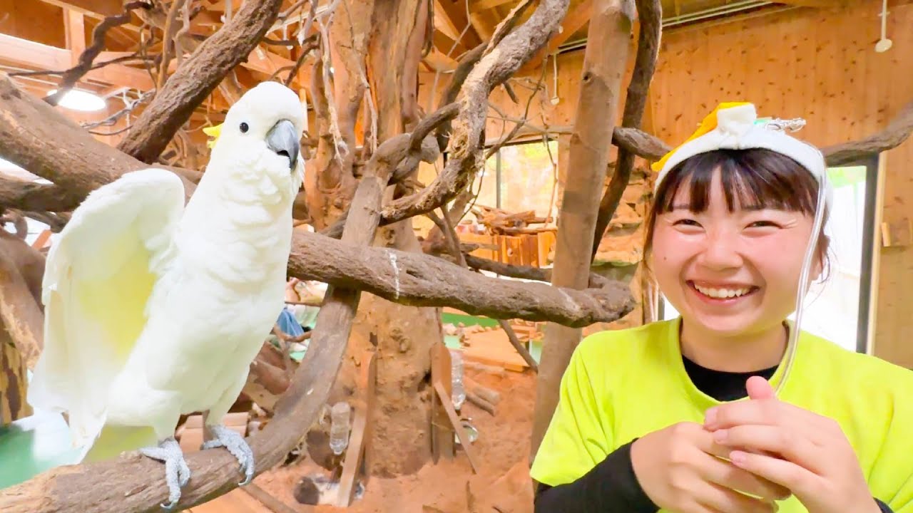あなたも推しの鳥ができるかも！【鳥総選挙】