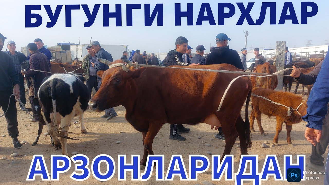 17.02.2026 ОНА БОЛА СОГИН СИГИРЛАРНИ АРЗОНЛАРИДАН КАРШИ КАРВОН МОЛ БОЗОРИДА 