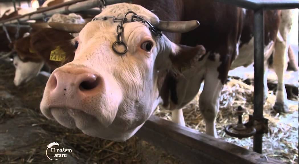 Farma krava i uzgoj svinja u selu Glusci - U nasem ataru 615