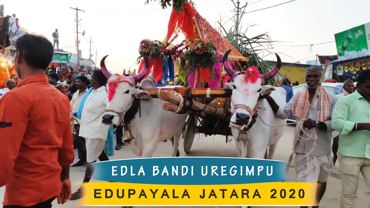 Edla Bandi Uregimpu at Edupayala Jatara 2020 | Edupayala Vana Durga Bhavani Jatara 2020 | Medak