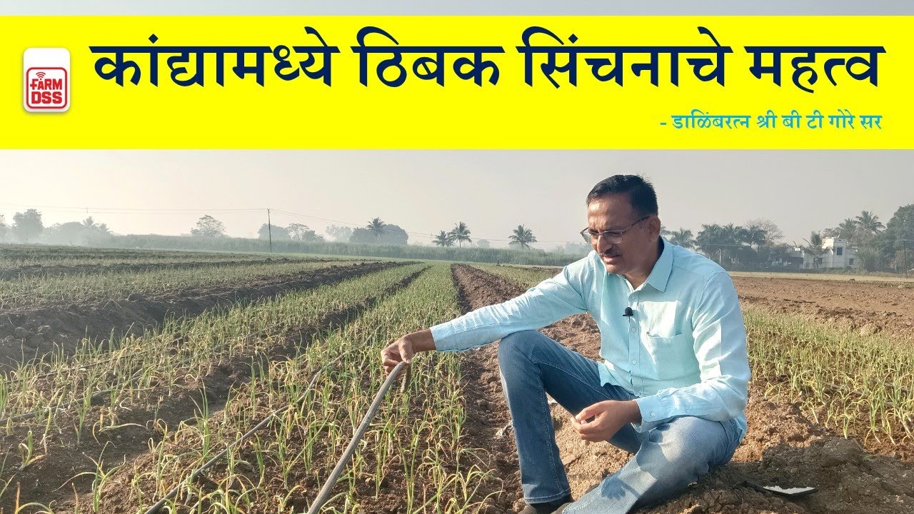 Onion - Drip Irrigation | कांद्यामध्ये ठिबक सिंचनाचे महत्व