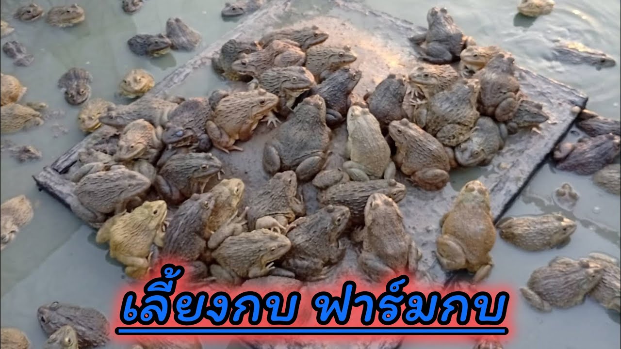 กลุ่มเลี้ยงกบ ลูกอ๊อด ลูกกบ จ. นครพนม