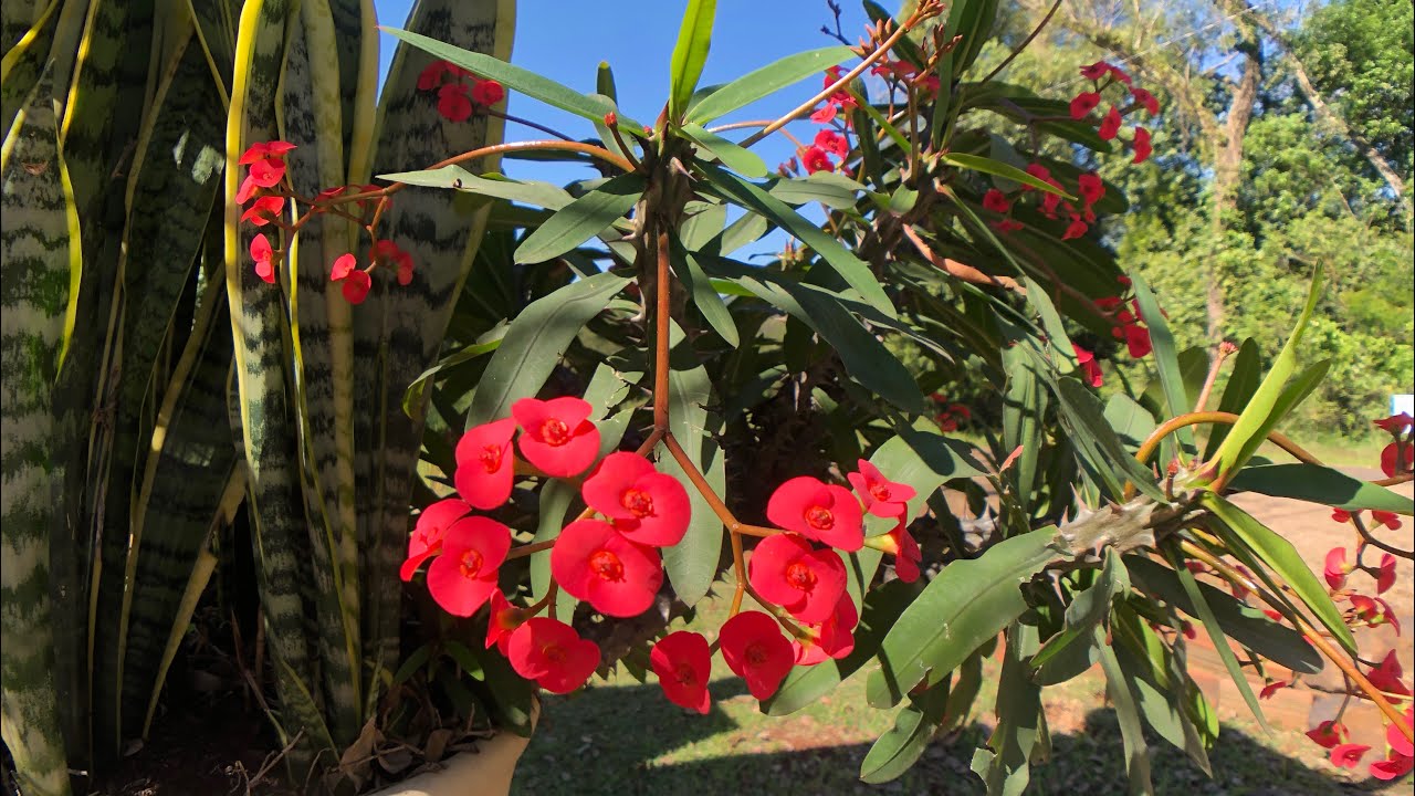 FLORAÇÃO e CULTIVO da Coroa-de-Cristo (Euphorbia milli) #cactos #suculentas