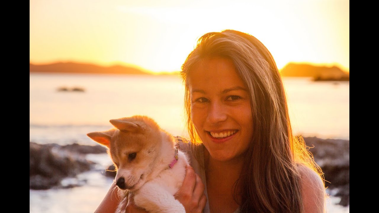 One year together with Lulu the Shiba Inu