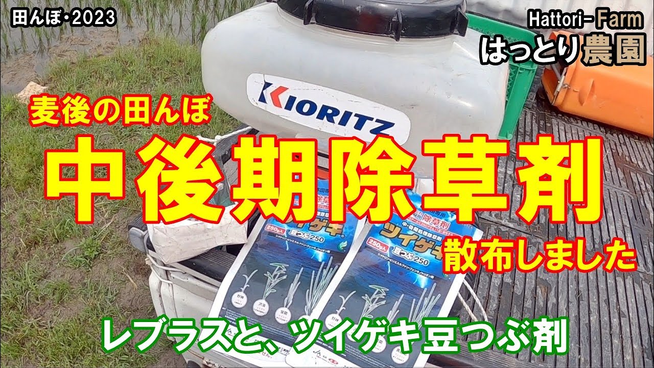 中後期除草剤散布　田植え後27日目・レブラスとツイゲキ豆つぶ剤　田んぼ・2023・20230530