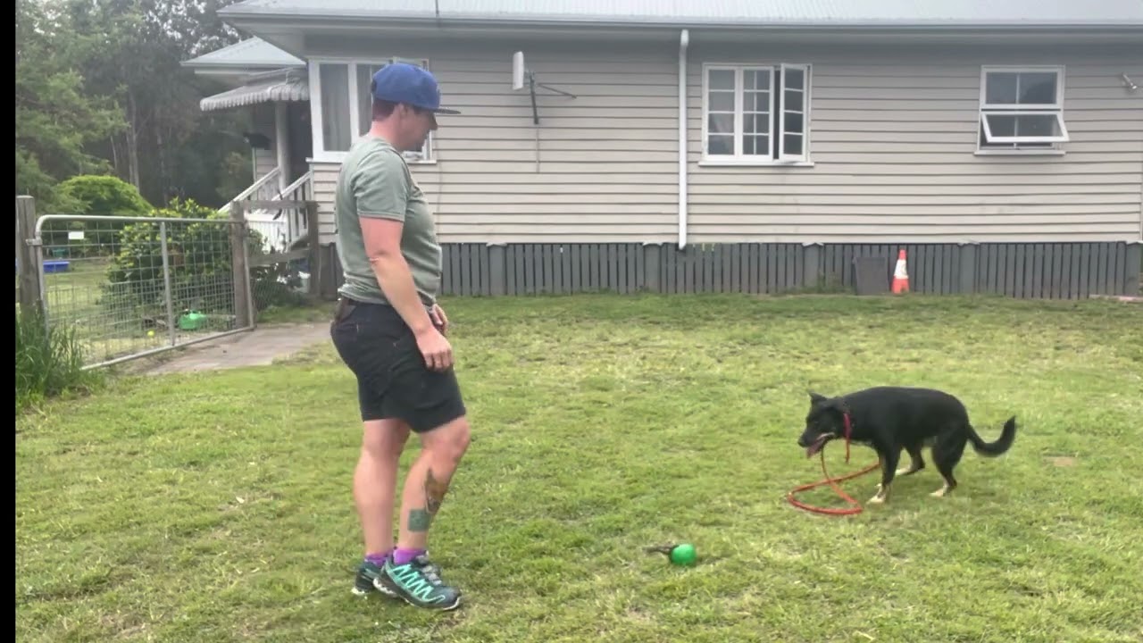 Board and Train - Fern  Play, with obedience and impulse control