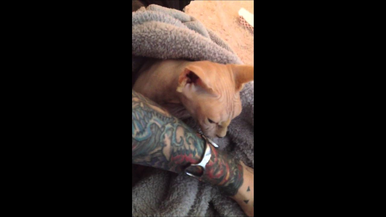 Sphynx tattoo exfoliation services by Daisy