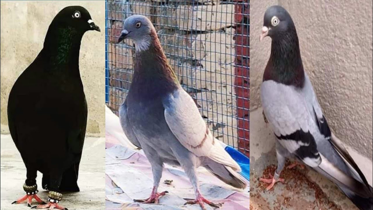chatri wale kabootar | 03157082491 whats app | indian kabootar | urdu hindi by faisalabad pigeon