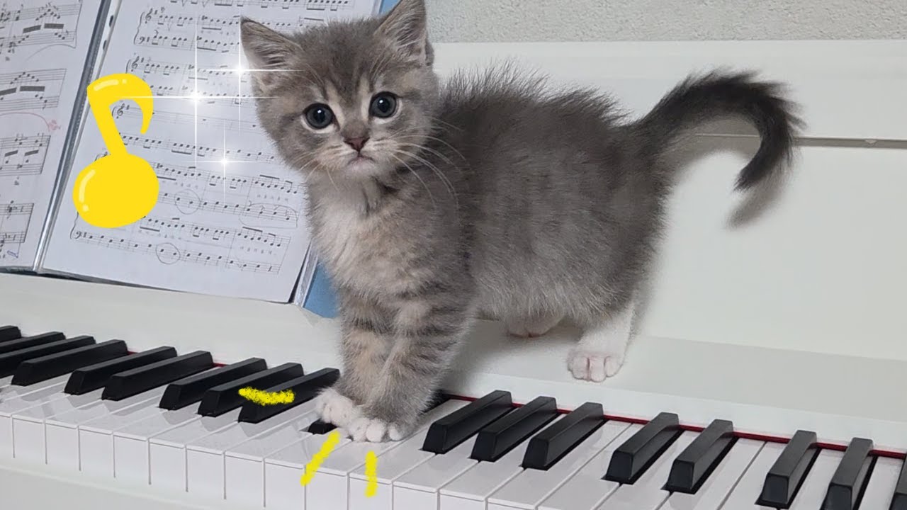 아기냥이 코코와 피아노 합주를??ㅋㅋ