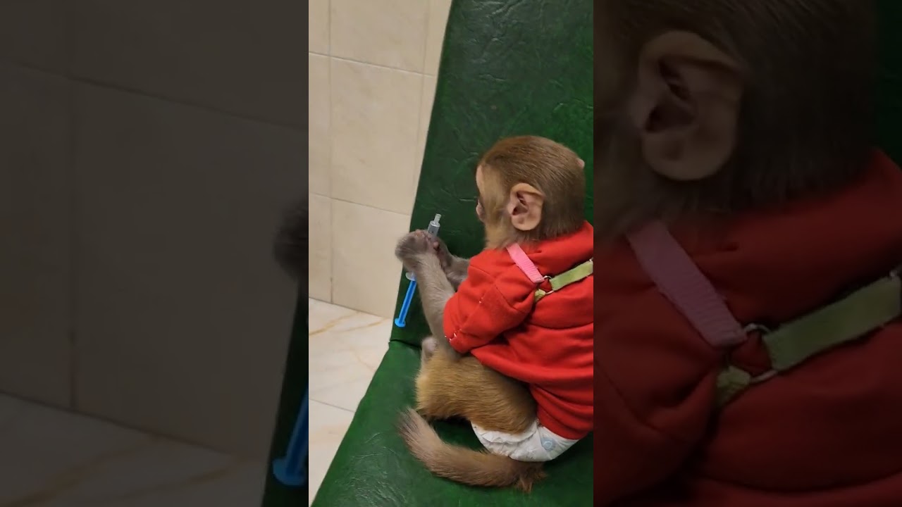 #hospital #doctor #nurse #ampoule #monkey