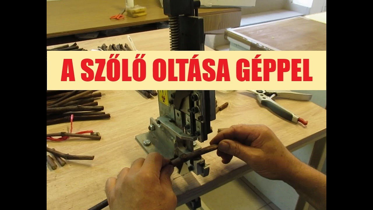 A szőlő oltása géppel - alanyfajták, oltócsapok