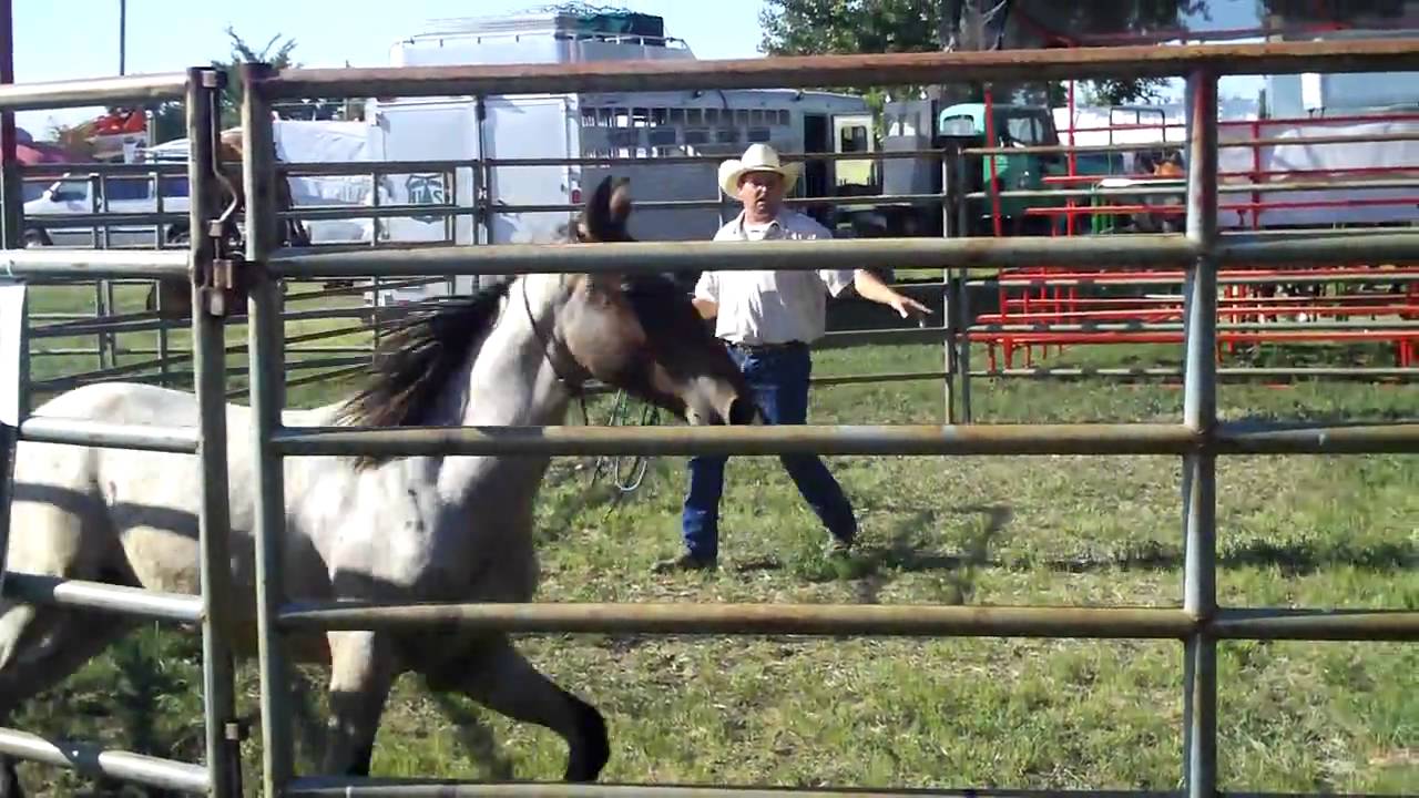 Wild Horse Training Demonstration