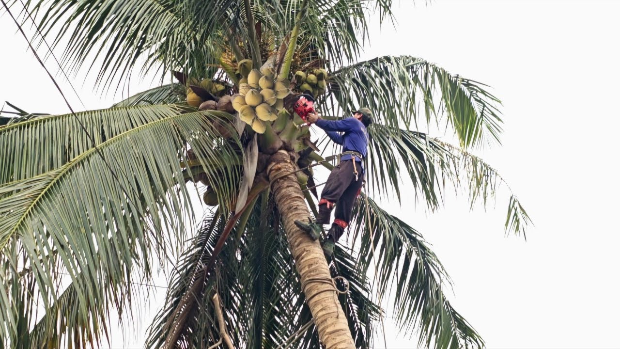 Cưa Cây dừa nhiều Trái, Gần Nhà, trùm lên dây  điện, Cưa Kỹ Thuật, 88