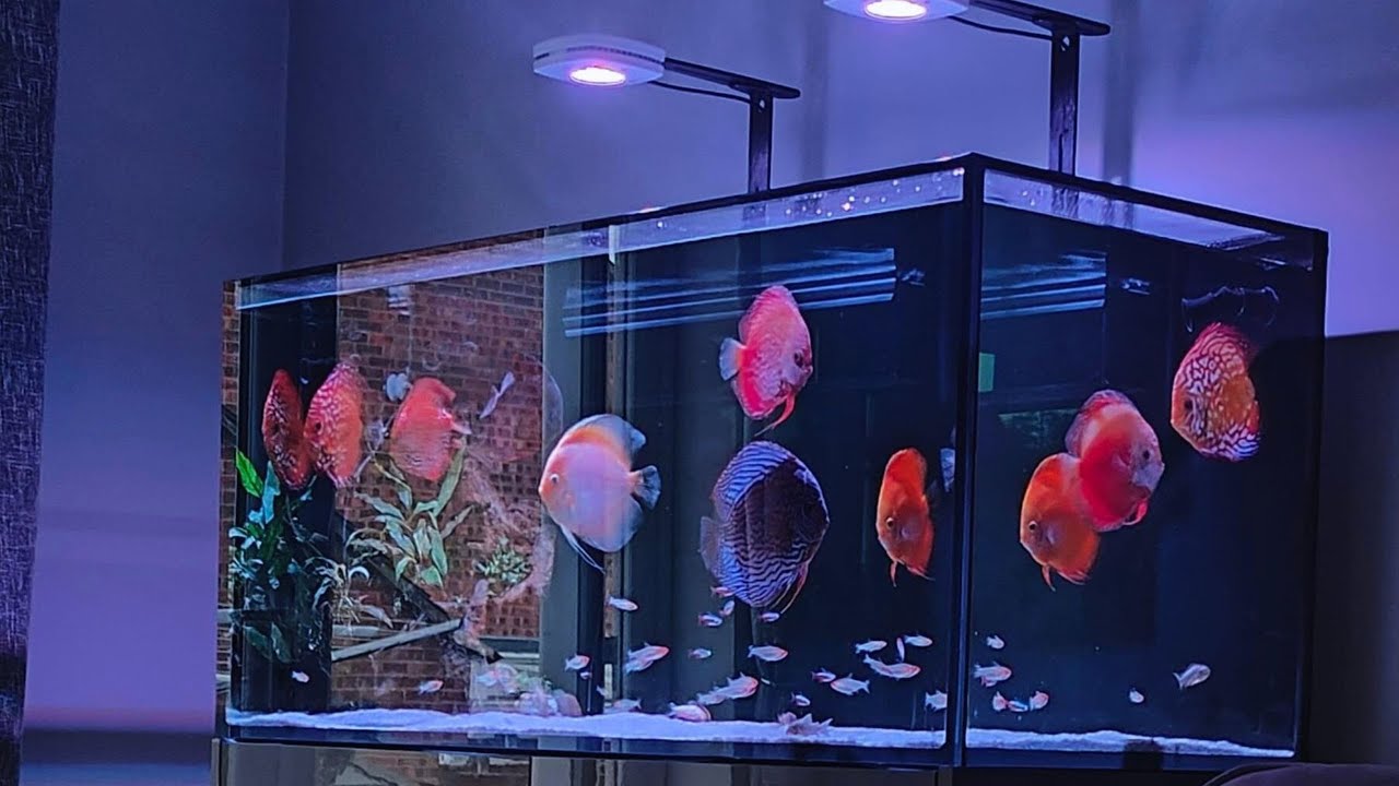 Beautiful Discus Aquarium Setup You’ll Want at Home