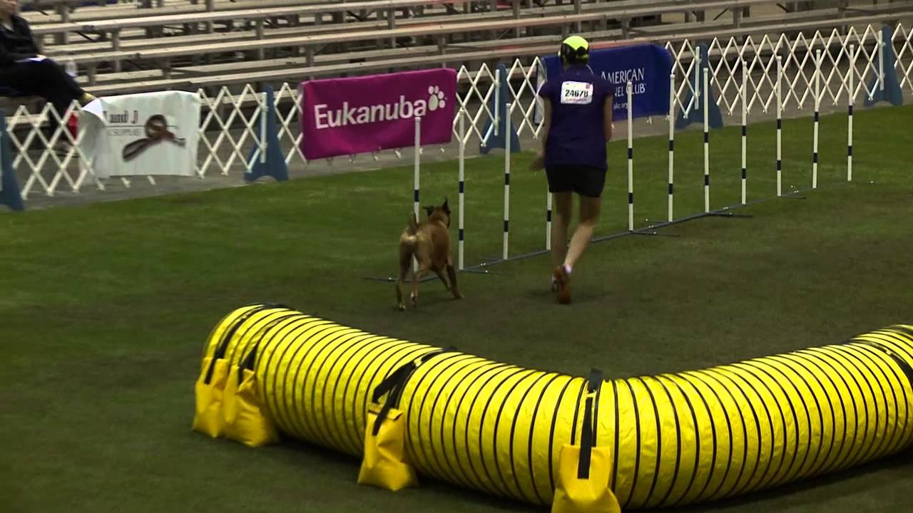 2012 Eukanuba AKC Agility Invitational   Boxers