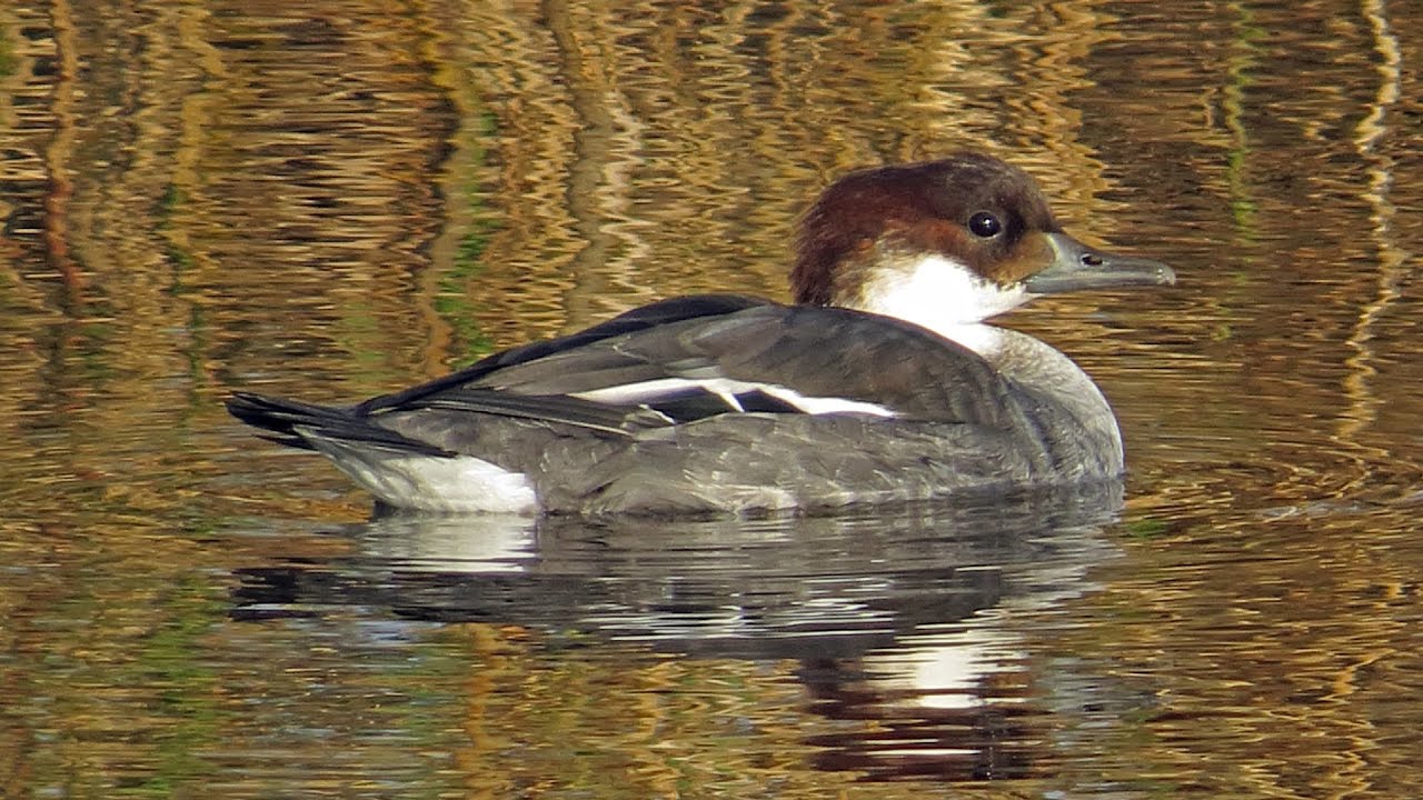 Nonnetje / Smew