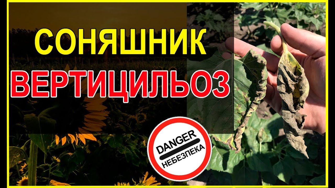 🌻Подсолнечник здесь больше не растёт! 😱😱Вертициллёз!😰😨